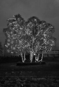 Killarney memory tree